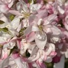 25 Seeds Pink Perfection Crabapple Seeds For Garden Planting Easy to Grow