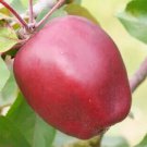 25 Seeds Niedzwetzkyana Crabapple Seeds For Garden Planting Easy to Grow