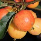 25 Seeds Marbles Nuvar Crabapple Seeds For Garden Planting Easy to Grow