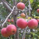 25 Seeds Mal Sieversicrabapple Seeds For Garden Planting Easy to Grow