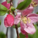 25 Seeds Louisa Crabapple Seeds For Garden Planting Easy to Grow