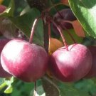 25 Seeds Laura Crabapple Seeds For Garden Planting Easy to Grow