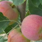 25 Seeds Hewes Crab Crabapple Seeds For Garden Planting Easy to Grow