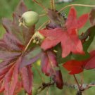 25 Seeds Guardsman Crabapple Seeds For Garden Planting Easy to Grow