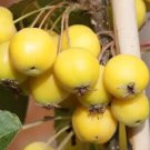 25 Seeds Golden Hornet Crabapple Seeds For Garden Planting Easy to Grow
