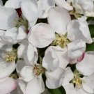 25 Seeds Golden Gem Crabapple Seeds For Garden Planting Easy to Grow