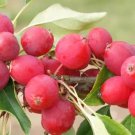 25 Seeds Dolgo Pink Glow Crabapple Seeds For Garden Planting Easy to Grow