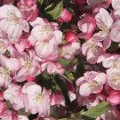 25 Seeds Coralburst Crabapple Seeds For Garden Planting Easy to Grow