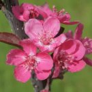 25 Seeds Cardinal Crabapple Seeds For Garden Planting Easy to Grow