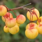 25 Seeds Butterball Crabapple Seeds For Garden Planting Easy to Grow