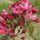 25 Seeds Barbara Crabapple Seeds For Garden Planting Easy to Grow