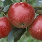 25 Seeds Zestar Apple Seeds For Garden Planting Easy to Grow
