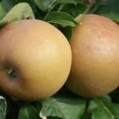 25 Seeds Zabergau Reinette Apple Seeds For Garden Planting Easy to Grow