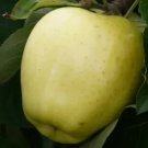25 Seeds Yellow Transparent Apple Seeds For Garden Planting Easy to Grow