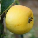 25 Seeds Yellow Ingestrie Apple Seeds For Garden Planting Easy to Grow