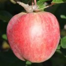 25 Seeds Yarlington Mill Apple Seeds For Garden Planting Easy to Grow