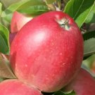 25 Seeds Worcester Pearmain Apple Seeds For Garden Planting Easy to Grow
