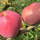 25 Seeds Wolf River Apple Seeds For Garden Planting Easy to Grow