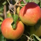 25 Seeds Winter Gem Apple Seeds For Garden Planting Easy to Grow