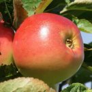 25 Seeds Winter Banana Apple Seeds For Garden Planting Easy to Grow