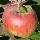 25 Seeds Winesap Apple Seeds For Garden Planting Easy to Grow