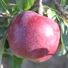 25 Seeds Williams Pride Apple Seeds For Garden Planting Easy to Grow