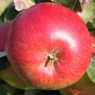 25 Seeds Wealthy Apple Seeds For Garden Planting Easy to Grow
