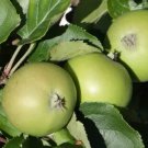 25 Seeds Vilberie Apple Seeds For Garden Planting Easy to Grow