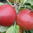 25 Seeds Tremletts Bitter Apple Seeds For Garden Planting Easy to Grow