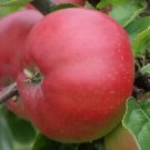 25 Seeds Tom Putt Apple Seeds For Garden Planting Easy to Grow