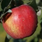 25 Seeds Sweet Sixteen Apple Seeds For Garden Planting Easy to Grow