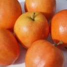 25 Seeds Surprize Apple Seeds For Garden Planting Easy to Grow