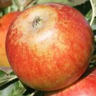 25 Seeds Suntan Apple Seeds For Garden Planting Easy to Grow