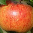 25 Seeds Sunset Apple Seeds For Garden Planting Easy to Grow