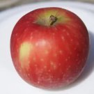 25 Seeds Sundowner Apple Seeds For Garden Planting Easy to Grow