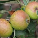 25 Seeds Stoke Red Apple Seeds For Garden Planting Easy to Grow