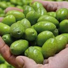 10 Seeds Bella Dcerignola Olive Seeds For Garden Planting Easy to Grow