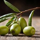 10 Seeds Picual Olive Seeds For Garden Planting Easy to Grow