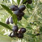10 Seeds Leccino Olive Seeds For Garden Planting Easy to Grow