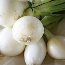 500 Seeds Crystal White Wax Onion Seeds For Garden Planting Easy to Grow