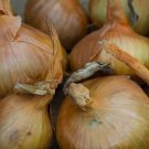 500 Seeds Sturon Onion Seeds For Garden Planting Easy to Grow