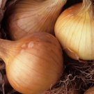 500 Seeds Kelsae Sweet Giant Onion Seeds For Garden Planting Easy to Grow