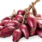 500 Seeds Tropea Lunga Onion Seeds For Garden Planting Easy to Grow