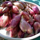 500 Seeds Torpedo Onion Seeds For Garden Planting Easy to Grow