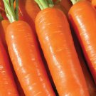 1000 Seeds Mico Carrot Seeds For Garden Planting Easy to Grow