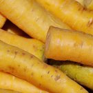 1000 Seeds Solar Yellow Carrot Seeds For Garden Planting Easy to Grow