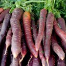 1000 Seeds Cosmic Purple Carrot Seeds For Garden Planting Easy to Grow