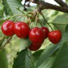 10 Seeds Penny Cherry Seeds For Garden Planting Easy to Grow