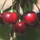 10 Seeds Noir De Guben Cherry Seeds For Garden Planting Easy to Grow