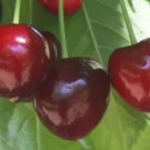 10 Seeds Merchant Cherry Seeds For Garden Planting Easy to Grow